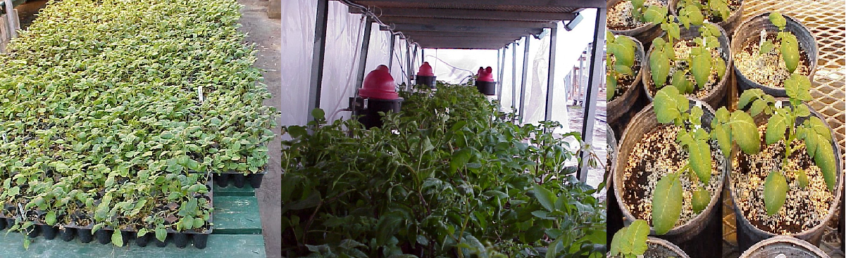 MSU Potato BG Greenhouse Facility banner 2